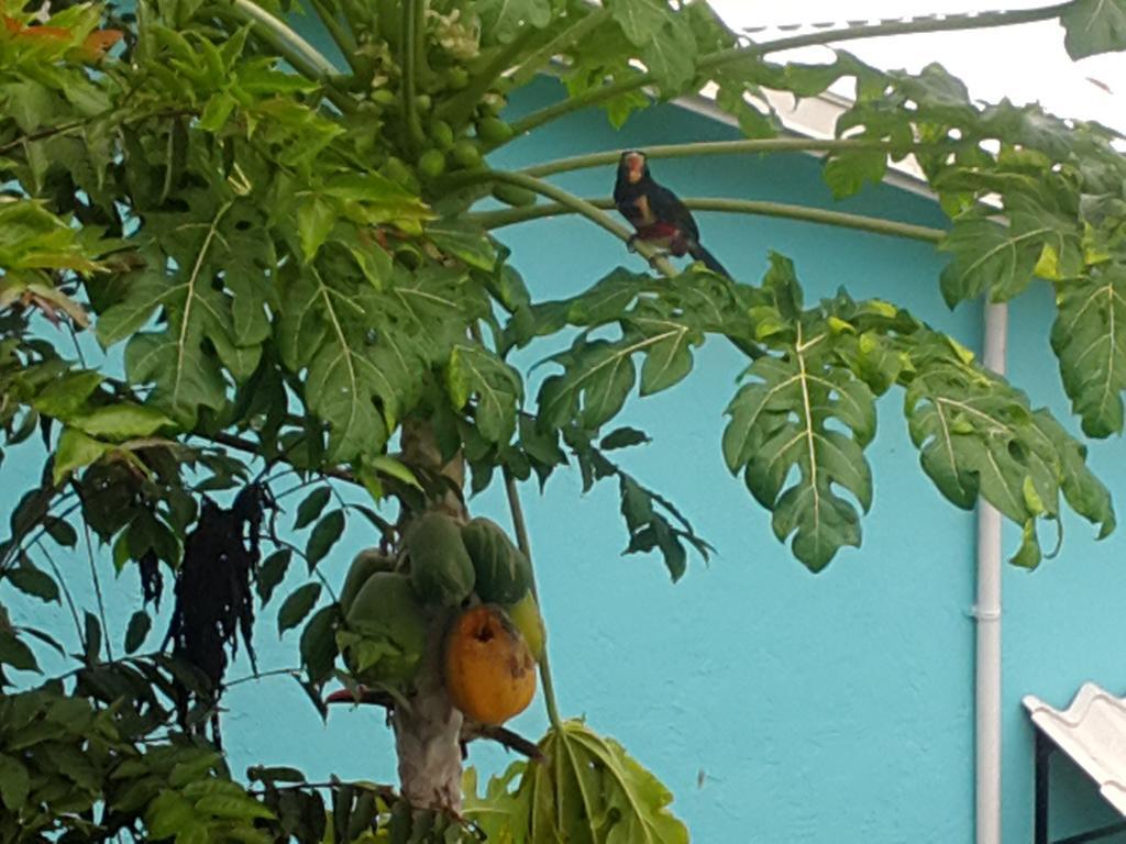 Cabinas Tropicales Puerto Jimenez Bagian luar foto
